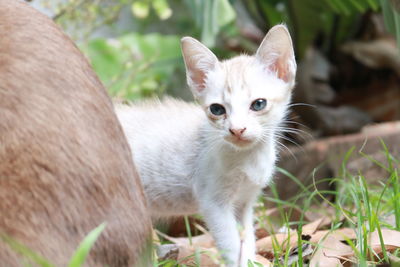 Portrait of a kitten