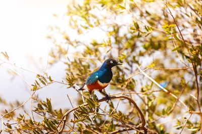 Bird perching on branch