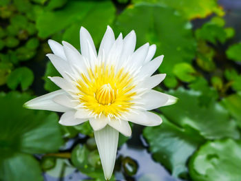 Close-up of water lily in pond