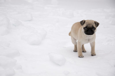 Portrait of pug standing on snow covered field