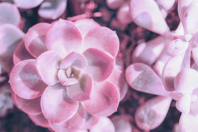 Pink succulent cactus color pattern close up in garden market natural background