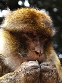 Close-up of a monkey