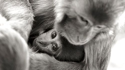 Close-up of monkey embracing infant