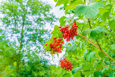 Low angle view of red berries on tree