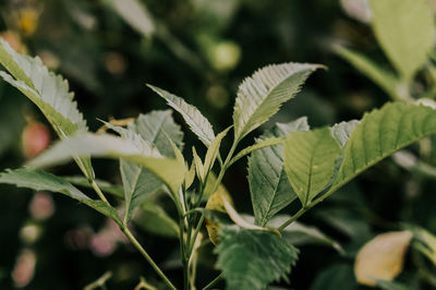 Close-up of fresh green leaves