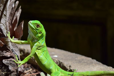 Close-up of green lizard, green iguana