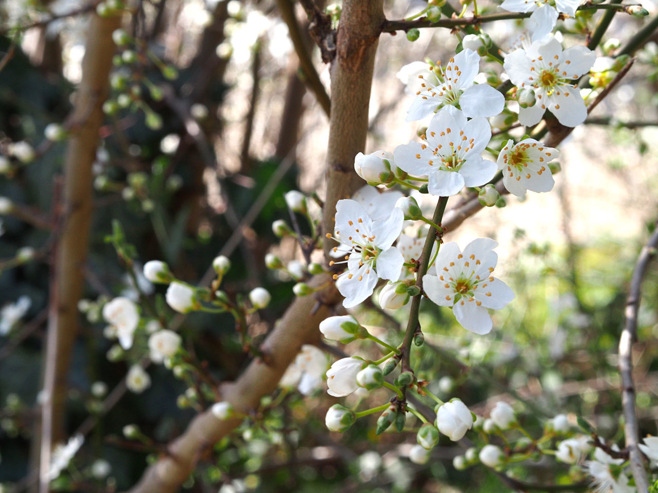 CLOSE-UP OF WHITE CHERRY BLOSSOM ON TREE