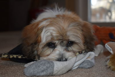 Close-up portrait of dog at home