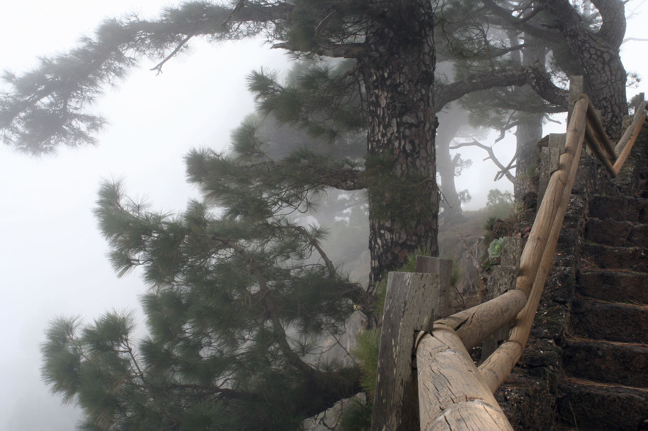 LOW ANGLE VIEW OF TREES GROWING IN FOREST