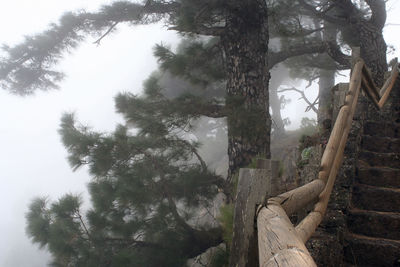 Low angle view of trees in forest against sky