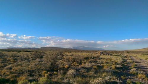 Scenic view of field against blue sky