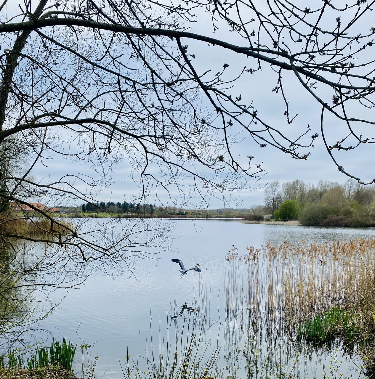 water, plant, tree, lake, nature, beauty in nature, tranquility, scenics - nature, tranquil scene, no people, reflection, branch, sky, non-urban scene, bird, animal wildlife, day, bare tree, grass, animal, animal themes, outdoors, landscape, environment, idyllic, winter, wildlife, flower, lakeshore, growth, wetland, beach, travel destinations, land, natural environment, tourism