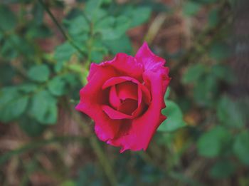 Close-up of pink rose