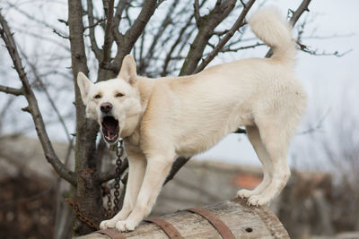 Dog standing in a tree