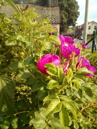 Close-up of pink flowering plants