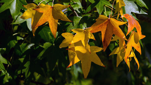 Close-up of yellow maple leaves