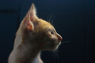 Profile view of kitten