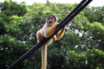 Low angle view of monkey on rope against trees