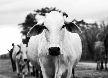 Close-up of cow in farm