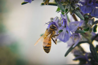 Close-up of bee pollinating on flower