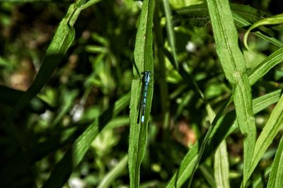 Close-up of wet grass