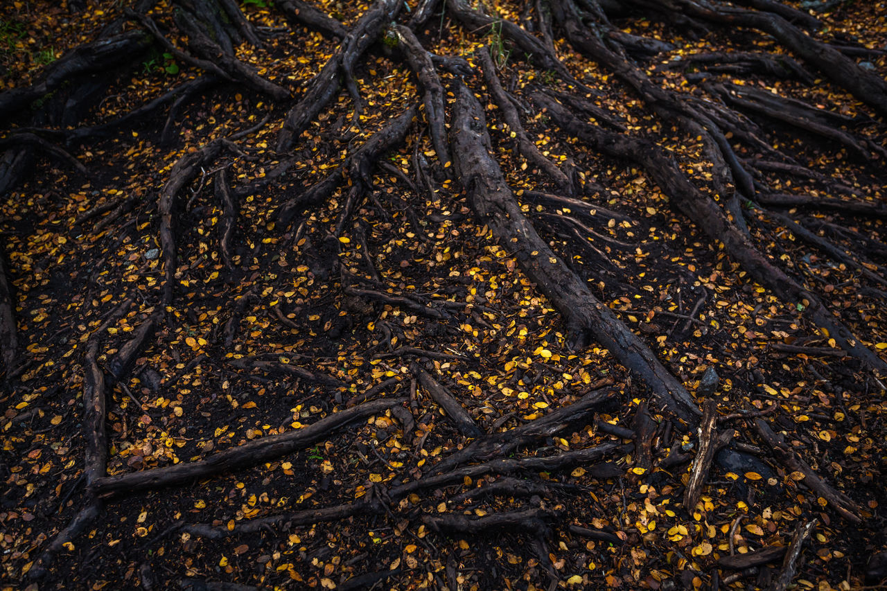 HIGH ANGLE VIEW OF TREES GROWING IN FIELD