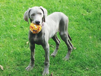 Portrait of dog on field