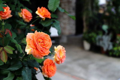 Close-up of rose plant