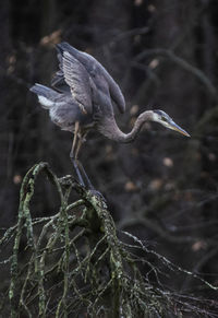 Close-up of bird perching on a tree