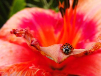 Close-up of red flower