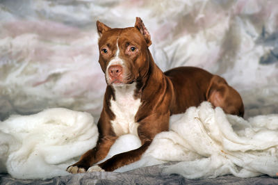 Portrait of a dog lying on bed