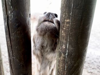 Close-up of horse in zoo