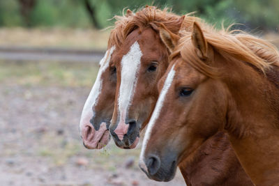 Close-up of a horse on field