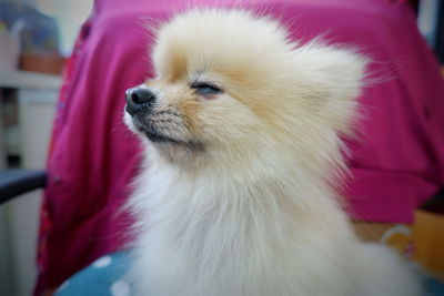 Close-up of dog looking away