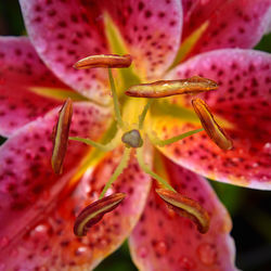 Close-up of pink flower