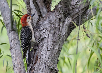 Bird perching on a tree