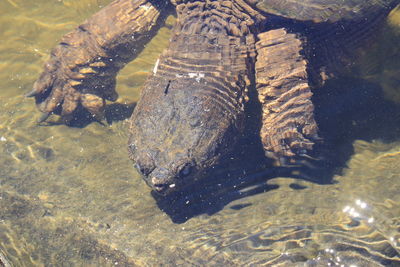 High angle view of turtle in sea