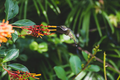 Close-up of butterfly pollinating on flower