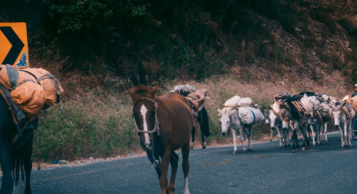 Group of people walking on road