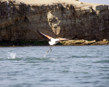 Seagull flying over a sea