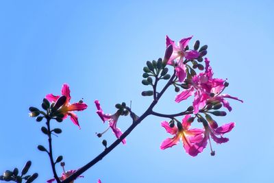 Low angle view of pink flowering plant against clear blue sky