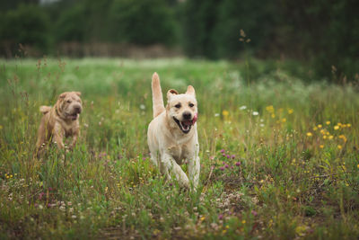 Portrait of a dog running on field