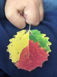 Close-up of person hand holding maple leaves