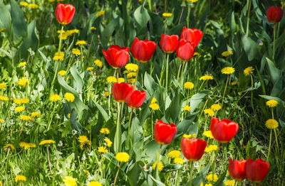 Close-up of red poppy flowers in field