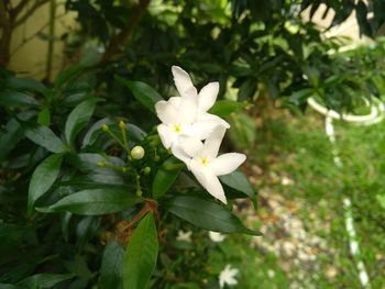 Close-up of white flowering plant