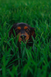 Dog looking away on field