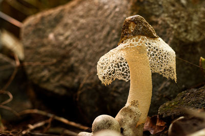 Close-up of mushroom growing on rock