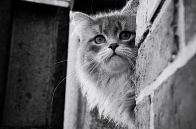 Close-up portrait of cat