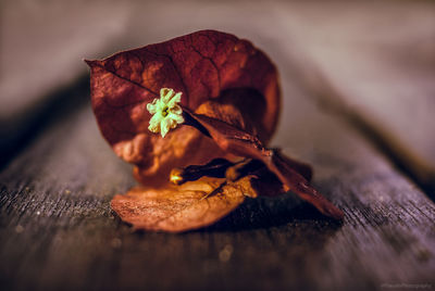 Close-up of wilted flower on table