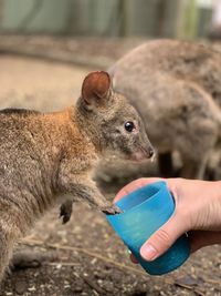 Close-up of hand holding eating food